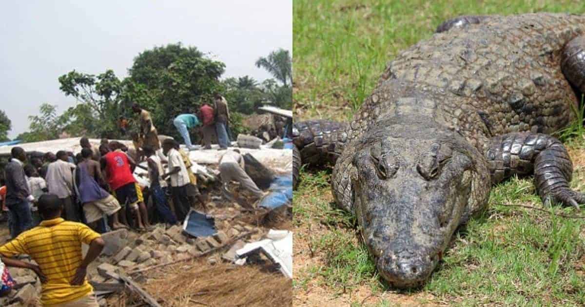 In 2010 a Crocodile Crashed a Plane and Survived