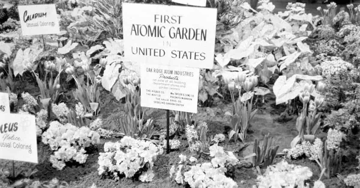 During the Cold War, Americans Planted Atomic Gardens to Create Mutated Food