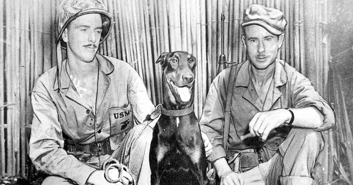 20 Amazing Photos Of Soldiers and Pets In Combat Zones