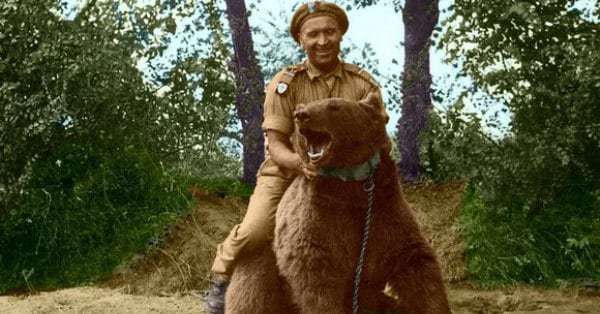 20 Images of Corporal Wojtek, the Polish Bear and Hero of WWII.