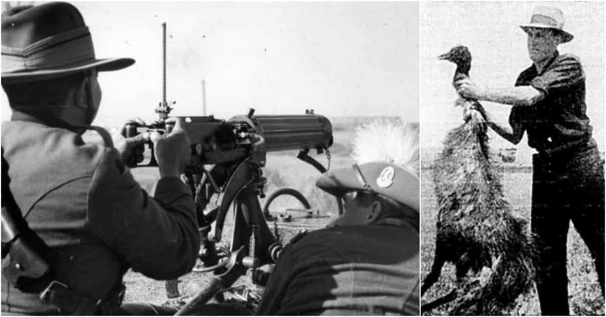 A Great War: Australia Went to War Against Emus…and Lost