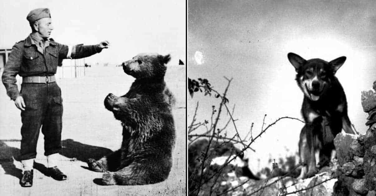 The Tragic Unknown Lives of Animal Soldiers in WWII