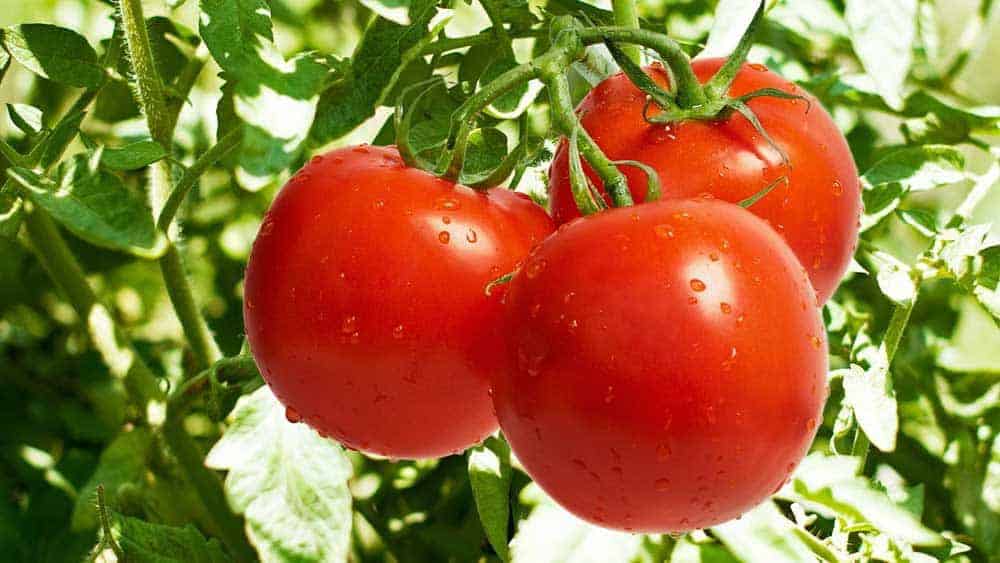 Not Your Garden Variety Tomato: Why Europeans Believed This Fruit Would Kill You
