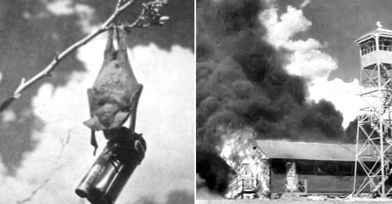 This WWII Plan Consisted of Incinerating Japan With Bats Bearing Tiny Bombs