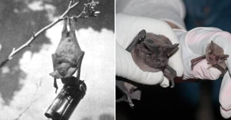The Bat Bomb Invention and Other Odd Facts from History and War