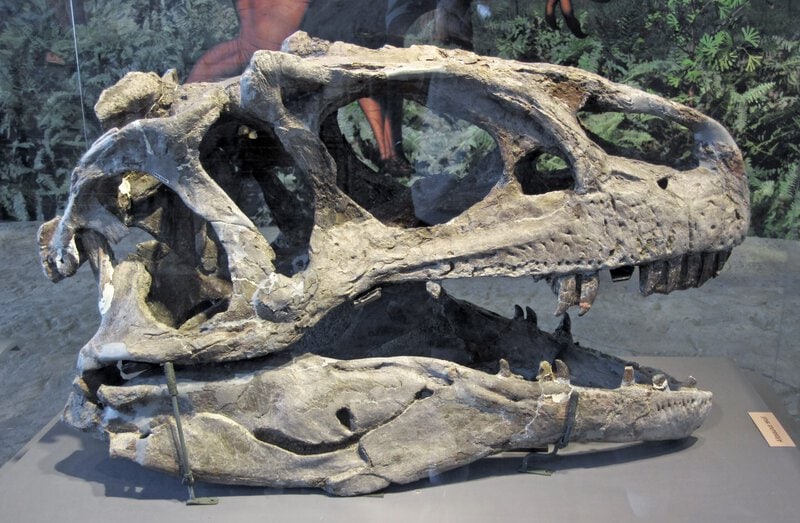A large theropod dinosaur skull fossil from Utah directly illustrates the section about a possible new large theropod…