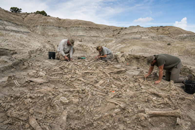A bonebed excavation of the kind that may represent North America