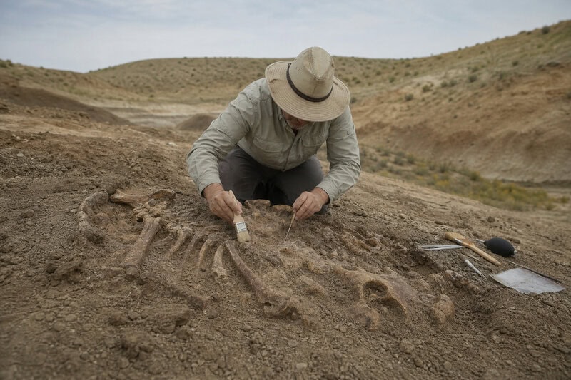 A researcher excavates fossils like those from Utah