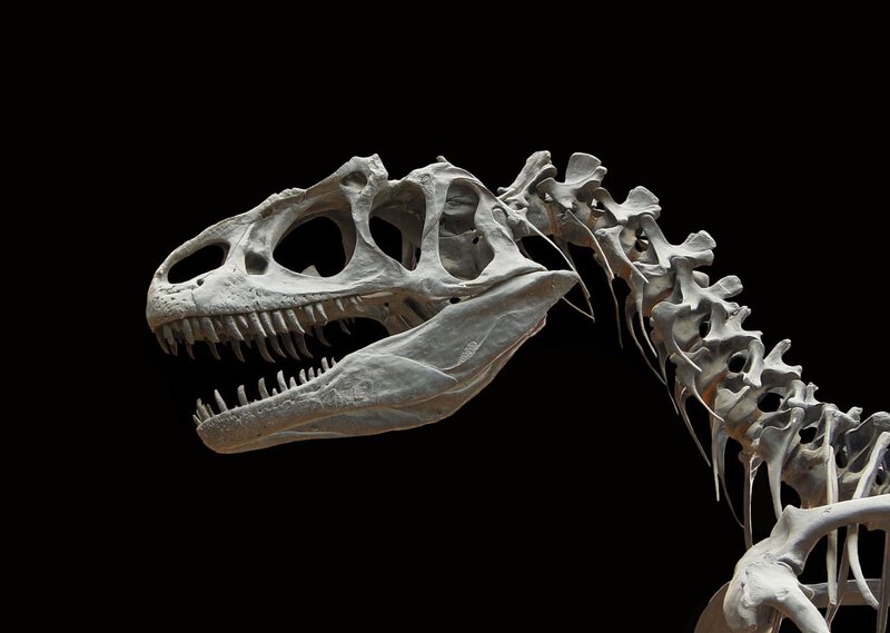 An Allosaurus skeleton is explicitly identified in the tags and matches one of the three named genera in the section,…
