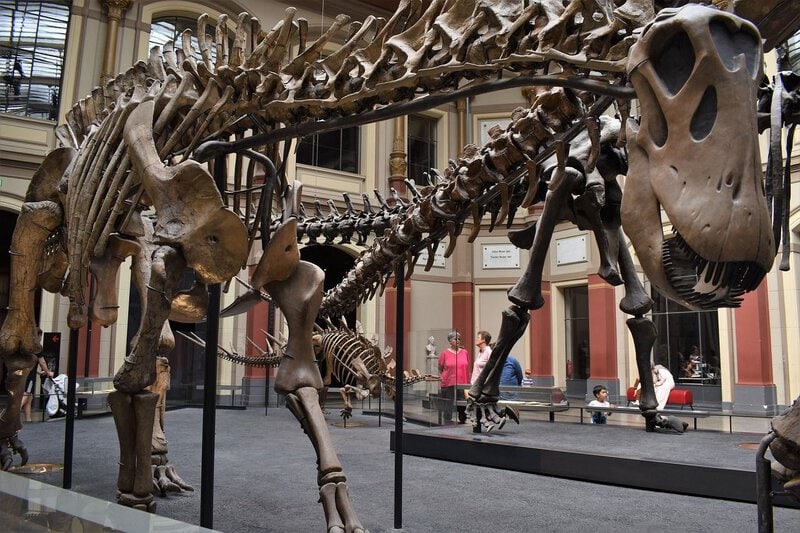 Museum dinosaur skeletons best evoke the bonebed/fossil accumulation theme with multiple specimens visible together.