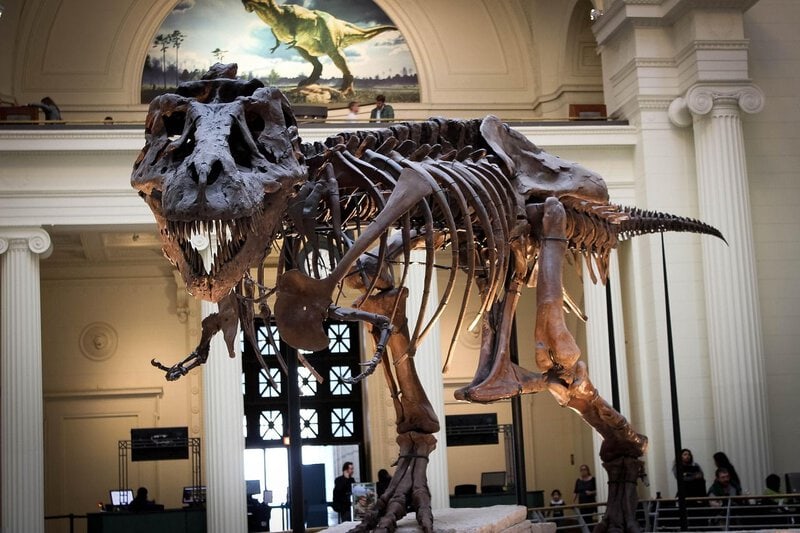 A full T. rex skeleton in a museum hall best illustrates the dinosaur timeline example mentioned in the section.